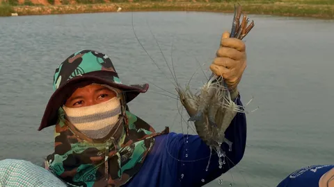 ฟาร์มกุ้งพ่อจ่อย พลิกผืนนาเลี้ยงกุ้งก้ามกรามกาฬสินธุ์ เลี้ยงง่าย โตไว รายได้ดี