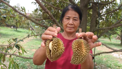 ชาวสวนกลุ้มบุรีรัมย์ร้อนจัด ทุเรียนแตกสลัดผลร่วง เสียหายหนักกว่าร้อยลูก