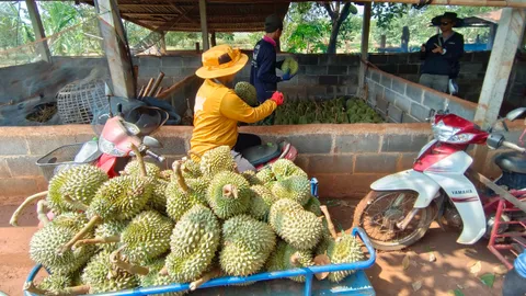 เกษตรกรครบุรีช้ำ ทุเรียนร่วงหลายตัน หาทางออกไม่ได้ พ้อเจอทั้งร้อน-พายุทำสวนล่ม