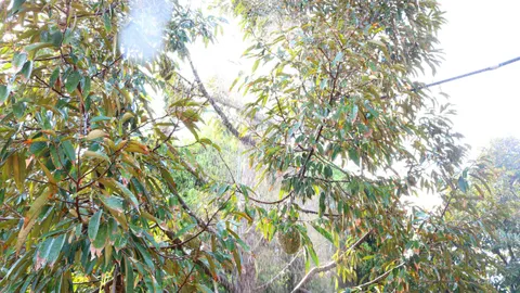 สวนทุเรียนดินภูเขาไฟบุรีรัมย์ สู้แล้งติดสปริงเกอร์ พ่นน้ำใส่ต้น 2 รอบทุกวัน 