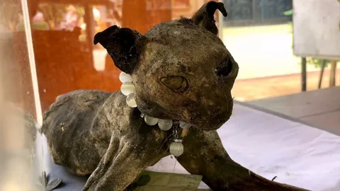 คาดเป็นเสือปลา ร่างไม่เน่า นั่งชูคอ ตาคล้ายเพชร คอหวยขอโชค ได้เลขเด็ด