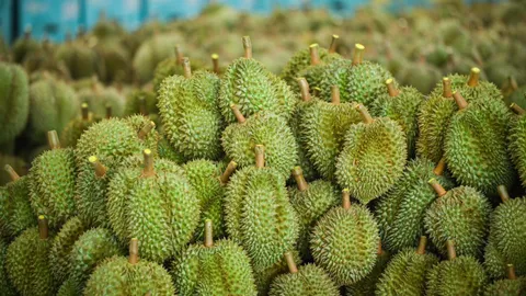 มกอช.รับลูก รมว.เกษตรฯ ยกระดับคุณภาพทุเรียนไทย มุ่งเป้าส่งออกกว่าแสนล้านบาท