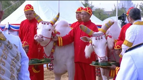 ผลเสี่ยงทายกินเลี้ยงพระโค 2567 พระโคกินน้ำ หญ้า เหล้า พระยาแรกนาเสี่ยงผ้านุ่ง 5 คืบ