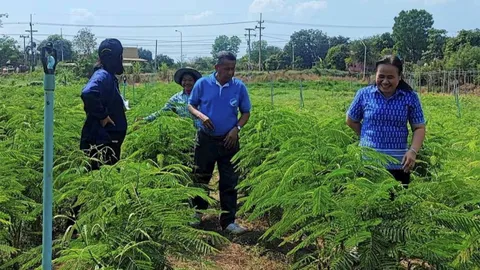 ปลูกชะอม...แก้หนี้ ทางรอดสมาชิกสหกรณ์ป่าโมก