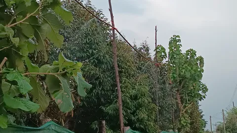  สวนทุเรียนลุงหนวด ติดระบบสเปรย์ละอองน้ำรอบสวน แก้ลูกร่วงผลผลิตเพิ่มเท่าตัว