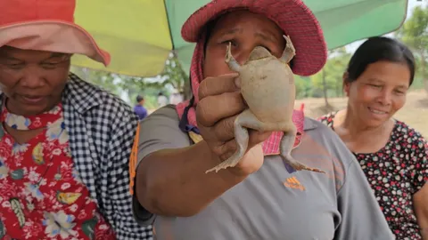 ขายดี "อึ่งไข่" จากป่าชายแดนเขมร กก.ละ 350 บาท