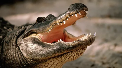 ของเล่นป่วนเมือง