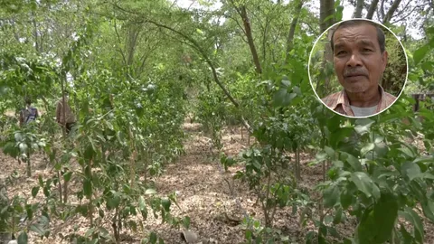 คุณตาโคราชทำสวนปลูกผักหวานป่าพันต้น เก็บใบขายทำรายได้เดือนละ 1-1.5 หมื่นบาท