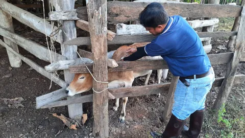 ปศุสัตว์ อ.แม่สะเรียง เตือนผู้เลี้ยงโคและกระบือ ระวังโรคปากเท้าเปื่อยระบาด