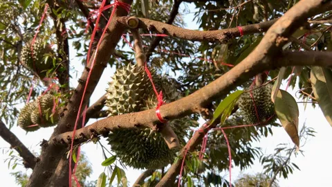 สวนทุเรียนเสิงสางสุดช้ำ ร้อนพายุถล่มลูกร่วง ซ้ำเจอโจรลักผลใหญ่จากต้นไปอีก