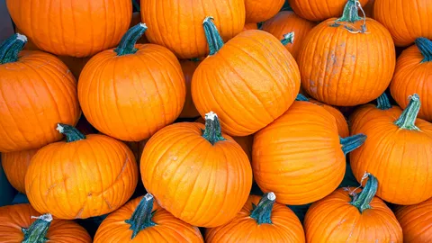 ทำนายฝันเห็นฟักทอง ฟักทองลูกใหญ่ ฟักทองหลายลูก หมายถึงอะไรได้บ้าง