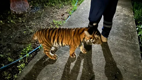  ล้อมจับวุ่น ลูกเสือโคร่ง โผล่เดินกลางซอย (คลิป)