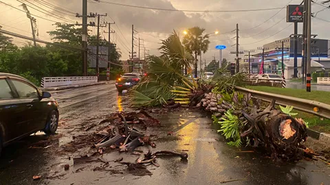 พายุถล่มภูเก็ตรับฤดูมรสุม ต้นตาลล้มใส่รถ นทท.บาดเจ็บ