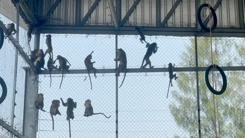 "ลพบุรี" ปล่อยลิงหัวโจกชุดแรก ทดสอบกรง 1 แย้มแนวคิดนายกฯผุด "พิภพวานร"