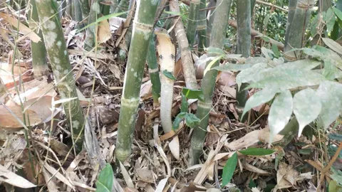 อสรพิษวิทยา จับแม่จงอางหวงไข่ ชูคอขดเฝ้าในกอไผ่