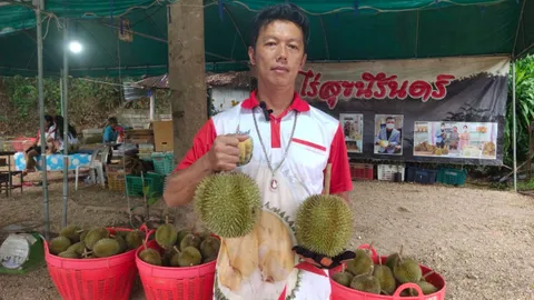 ชวนชิมทุเรียนสาลิกา GI อ.กะปง ชาวสวนฝากภาครัฐโปรโมต เพื่อพยุงราคาผลไม้พังงา