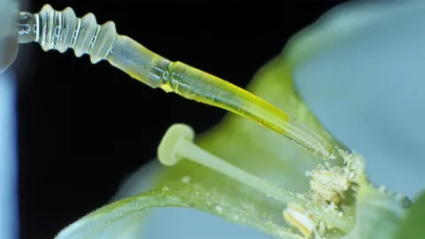 นักวิจัยมหาวิทยาลัยตาร์ตู ในเอสโตเนีย เผยสร้างหุ่นยนต์นิ่มเลียนแบบขาแมงมุม