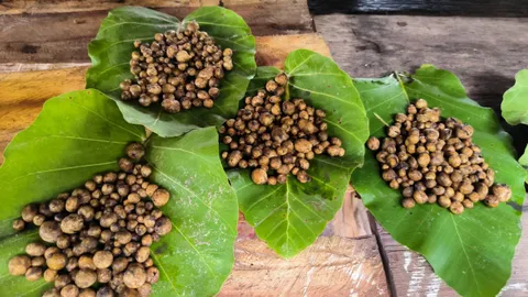 แห่เก็บเห็ดเผาะป่าดงมะไฟ ต้นฤดูราคาดี กก.ละ 600 บาท