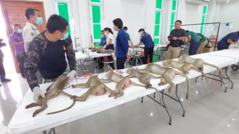 เช้าแรก จับลิงตึกลพบุรี เริ่มระแวง เข้ากรงแค่ 33 ตัว