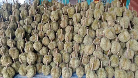 เปิดฤดูทุเรียนครบุรี พร้อมชนทุเรียนทั่วไทย คาดผลผลิตปี 67 ลดลง 40% จากภัยแล้ง