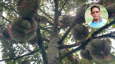 สวนทุเรียนธีระวัฒน์ ตัวอย่างเกษตรอินทรีย์ ที่ใช้วิธีปราบศัตรูพืชแบบ IPM 