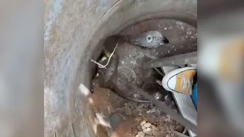 ตะลึง งูเห่าคู่รักทำรังในบ่อเกรอะ ไข่ฟักแล้ว 17 ฟอง รอดตัวเดียว 