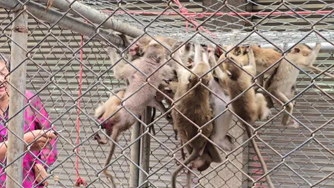 จับได้แล้ว 130 ตัว พบลิงตึกลพบุรีขาดน้ำ เลือดข้น เป็นนิ่วในไต  