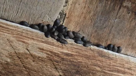 เกษตร แนะวิธีรับมือแมลงกระเบื้องบุกบ้าน แนะจัดการด้วยสารเคมีพ่นปราบยุงได้
