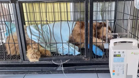 น่าสงสัยหลายจุด ดราม่าบริจาคเงินช่วยสุนัขพันธุ์อลาสกัน หลังคนเจอนอนหายใจรวยริน