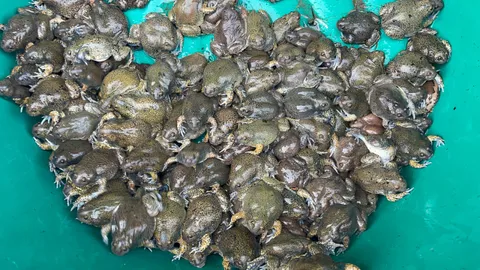 ชาวบ้านคอนสาย ออกหาอึ่งไข่หลังฝนตกขายทำเงินดี พ่อค้าหัวใสจับทำอาหาร