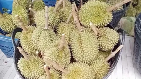 ทุเรียนโอโซน จากสวนบนเขาสูงกว่า 800 เมตรที่ อ.เทพสถิต รสหวานมัน เนื้อกรอบ