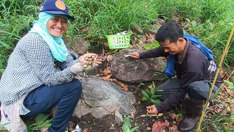 เห็ดเผาะครบุรี ออกทุกเขาพบมากสุดเป็นประวัติการณ์ ชาวบ้านได้เก็บไปขายได้เงินดี