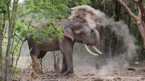 "2 วัน 2 ราย" พลายพานทองดุ หนุ่มถูกหวยเมาเข้าใกล้ งาเสียบไส้ไหลแน่นิ่ง 