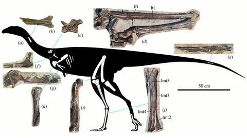 นักบรรพชีวินวิทยา รัสเซีย เผยกระดูกเธอโรพอดปริศนาในไซบีเรีย