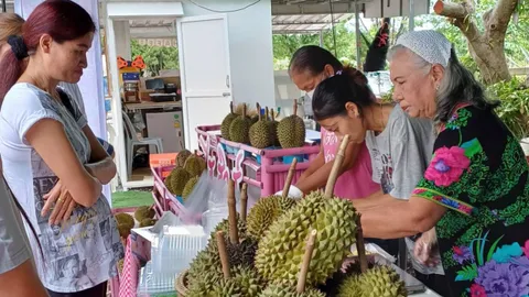 ทุเรียนหลง-หลินลับแล ไฮ-ฮิลส์ ฟาร์ม หมดแล้ว 40 ตัน ปีหน้ามั่นใจผลผลิตเพิ่ม 60 ตัน