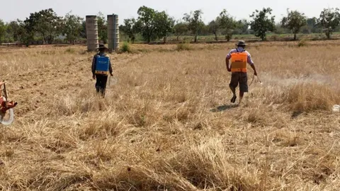 แนะชาวนาทำน้ำหมักชีวภาพ ย่อยสลายตอซัง ฟื้นฟูดินเพิ่มธาตุอาหาร ก่อนเริ่มทำนา