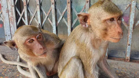 ลพบุรี รุกหนักปราบ "ลิงเกเร" ตั้ง กอ.ดักจับ นำกรงขนาดใหญ่ไว้ 7 จุด