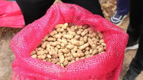 ถั่วลิสงพืชทางเลือก เพิ่มรายได้เกษตรกร