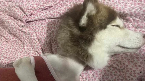 เปิดภาพล่าสุด "หมวยเล็ก" ไซบีเรียนโดนน้ำร้อนราด บ้านใหม่ช่วยเยียวยาจิตใจ (คลิป)