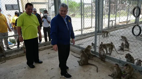 จับลิงลพบุรี ลอต 2 เข้าสวนลิงโพธิ์เก้าต้น ตั้งเป้า 10 วัน ไม่น้อยกว่า 800 ตัว (คลิป)