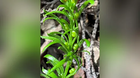 “เฟิร์น” นิวคาลิโดเนียเผยจีโนมที่ใหญ่ที่สุด