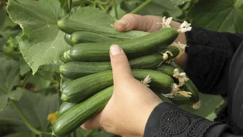 สหรัฐฯ พบผู้ป่วยติดเชื้อซาลโมเนลลาจากแตงกวา ระบาดลามใน 25 รัฐ