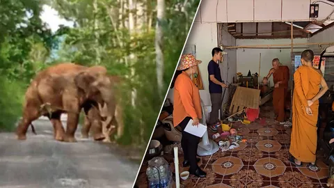 ช้างป่าบุกวัด กระทืบหลวงตาสาหัส ชาวบ้านตาย 1 วอนจนท.ผลักดันกลับป่าด่วน