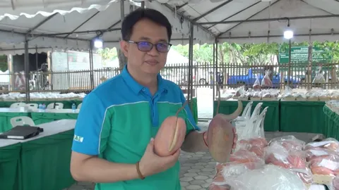 เกษตรเชียงใหม่ จัดงานวันมะม่วงถึง 7 มิ.ย. เผยแชมป์ผลยักษ์ปี 67 หนัก 3.18 กก.