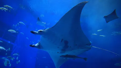 จู่ๆ ก็ป่องปริศนา