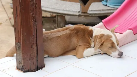 อีกแล้ว "สุนัขขย้ำเด็ก 5 ขวบ" พิตบูลพันธุ์ผสม กัดเหวอะเห็นกะโหลก