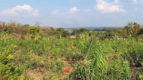 แปลงใหญ่หวายตัดหน่อ 1,000 ไร่ สร้างเงิน 16 ล้าน