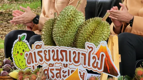 เทศกาลทุเรียนภูเขาไฟศรีสะเกษ 12-18 มิ.ย.นี้ คาดผลผลิตออกสู่ตลาด 11,958 ตัน