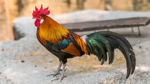 ตอดต่อไก่