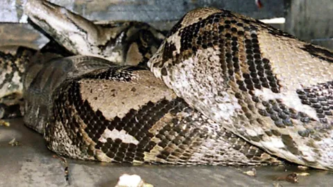 สุดสยอง ผ่าท้องงูเจอร่าง หญิงอินโดนีเซียโดนงูเหลือมยักษ์ เขมือบทั้งเป็น (คลิป)